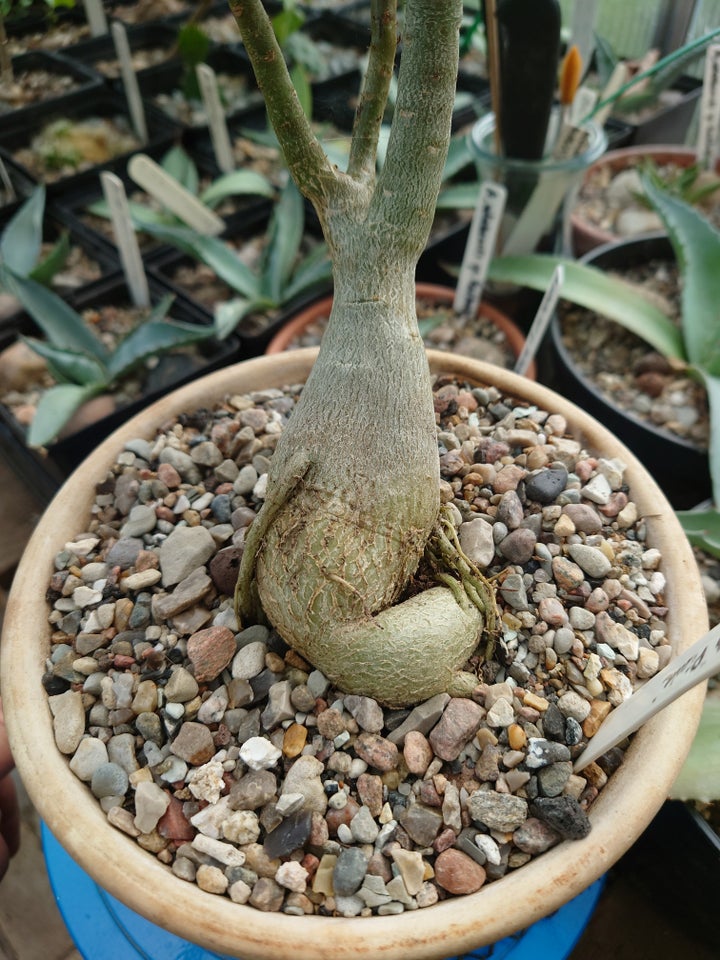 Sukkulent Adenium obesum 'pink'