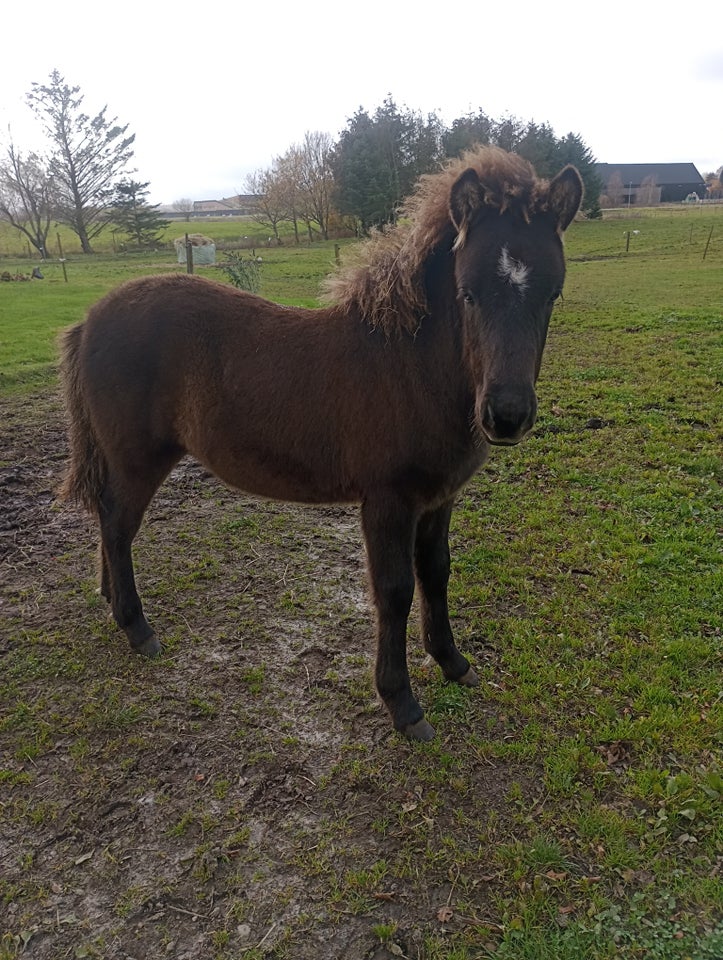 Islænder, hingst, 0 år