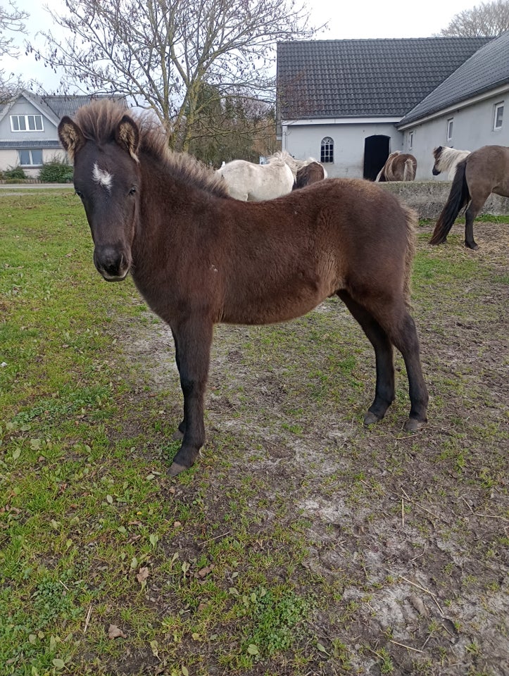 Islænder, hingst, 0 år