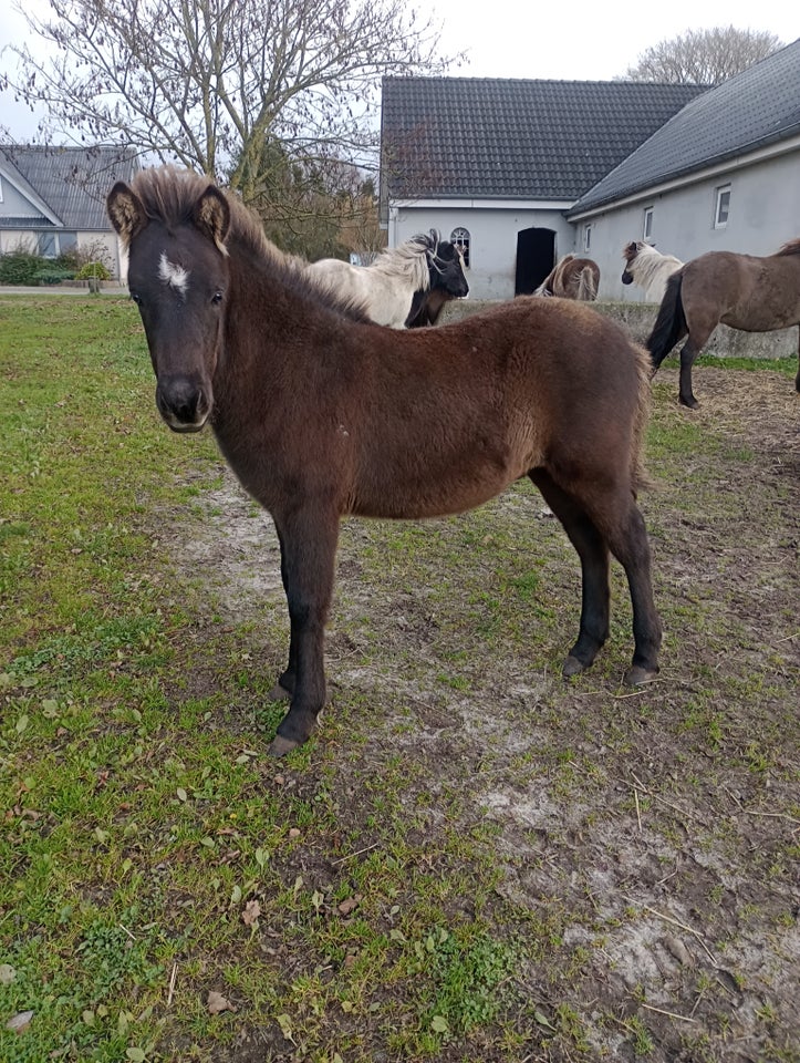 Islænder, hingst, 0 år