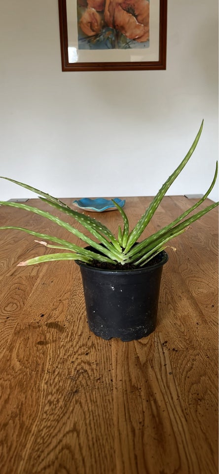 Stueplante, Aloe Vera