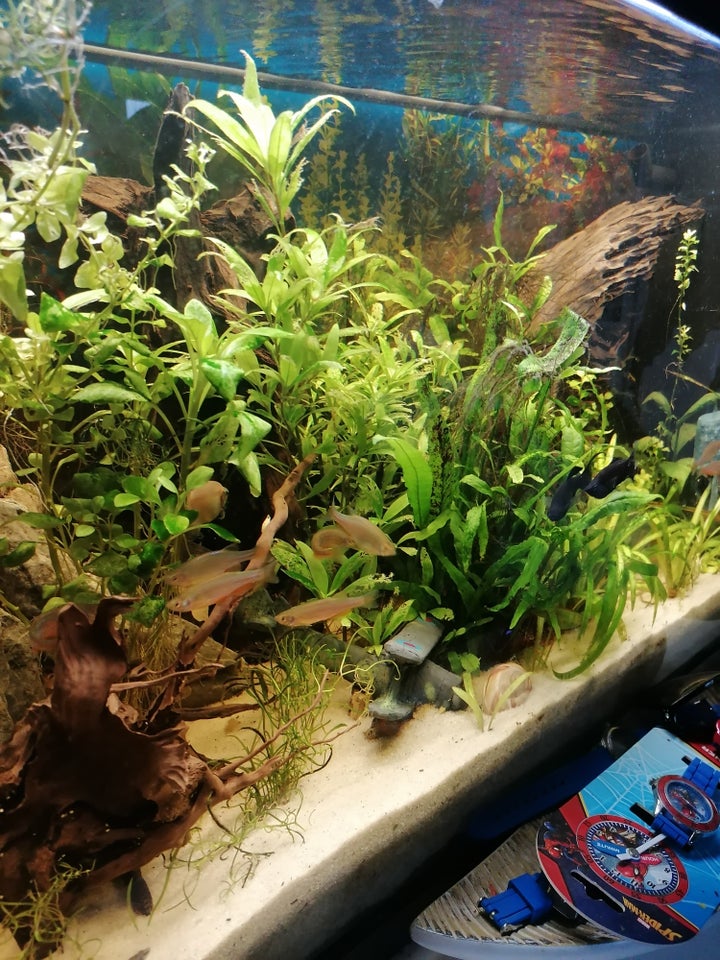 Akvarium, 125 liter