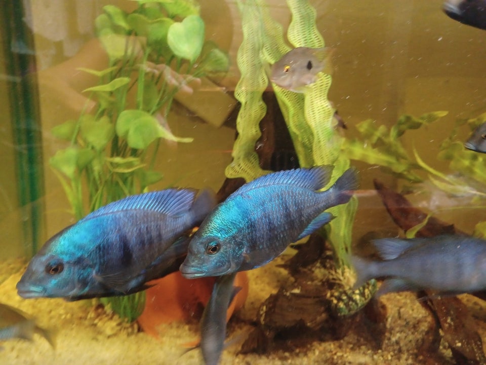 Malawi Placidochromis Gissel