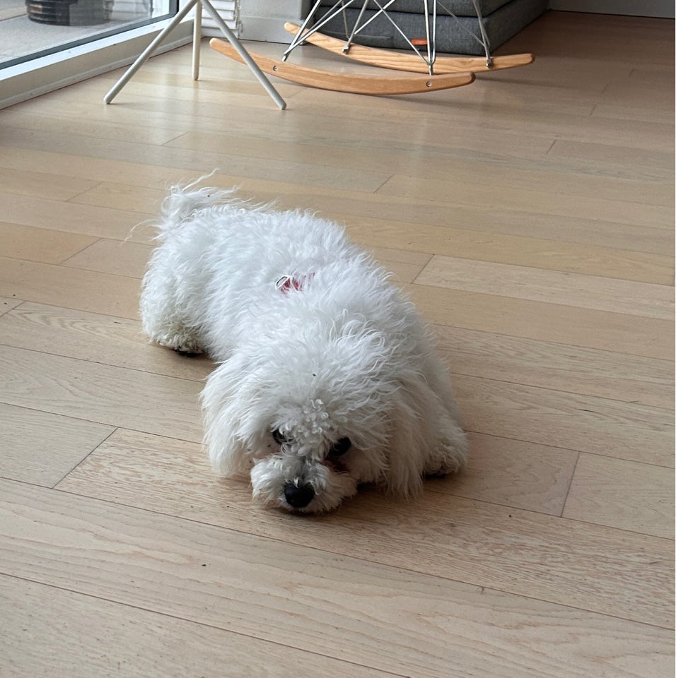 Bichon Friese hvalpe 8 mdr