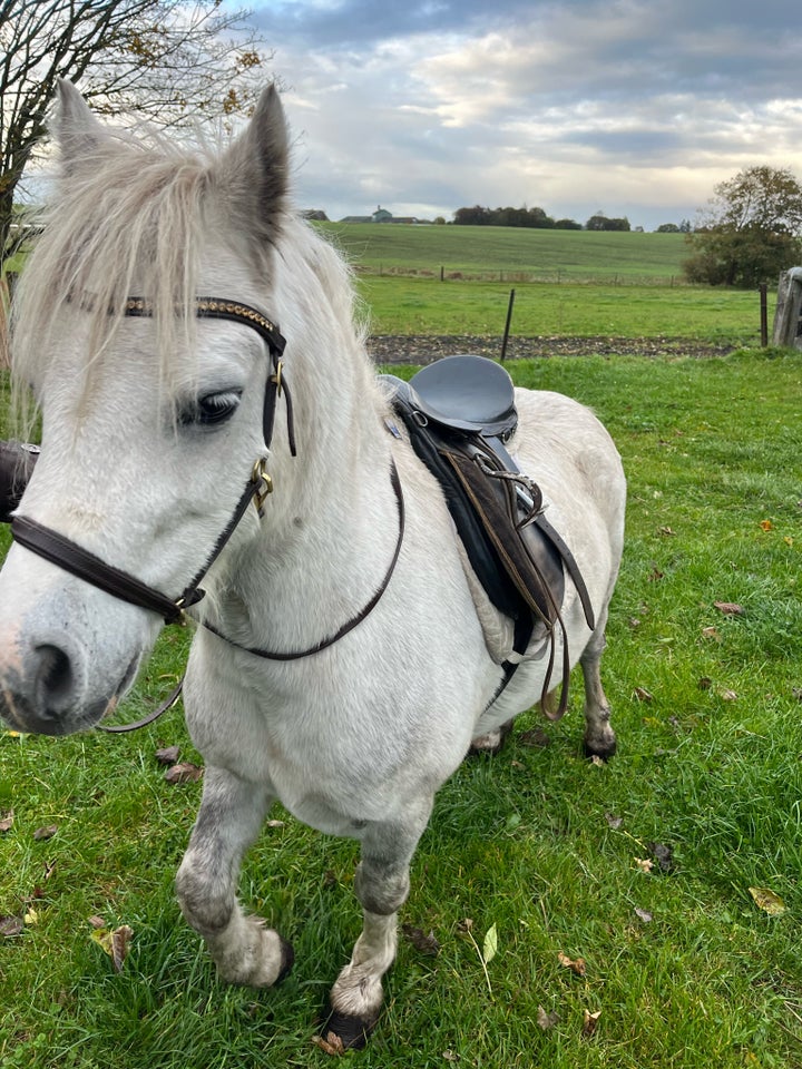 Welsh, vallak, 7 år