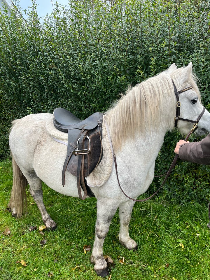 Welsh, vallak, 7 år