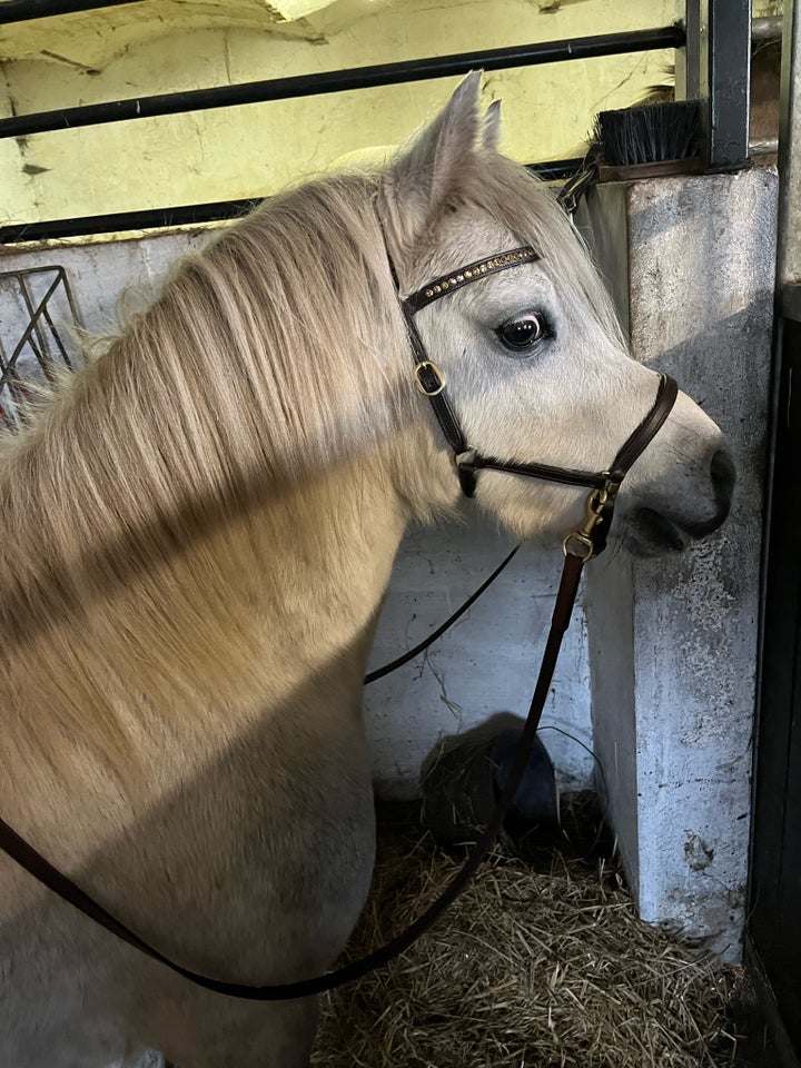 Welsh, vallak, 7 år