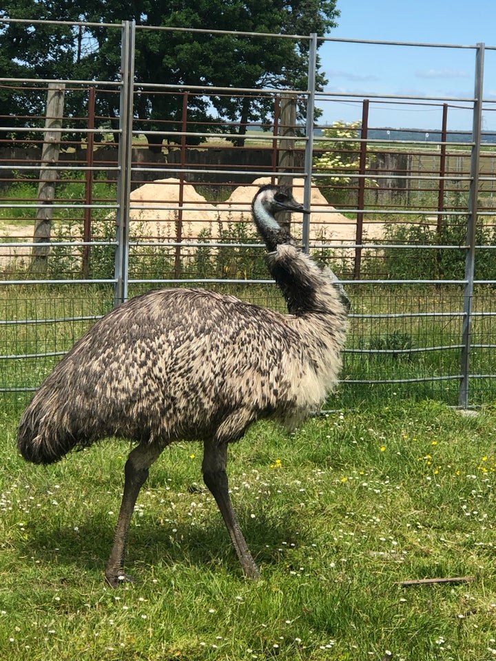 Emu