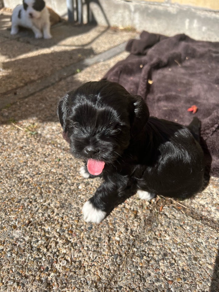 Shih Tzu og Maltipoo blanding også