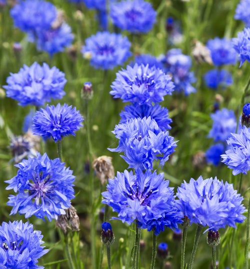 Frø Kornblomster Blå