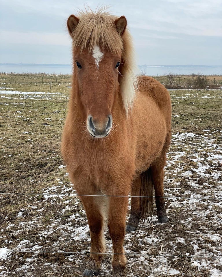 Islænder, hoppe, 4 år