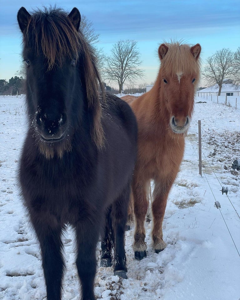 Islænder, hoppe, 4 år