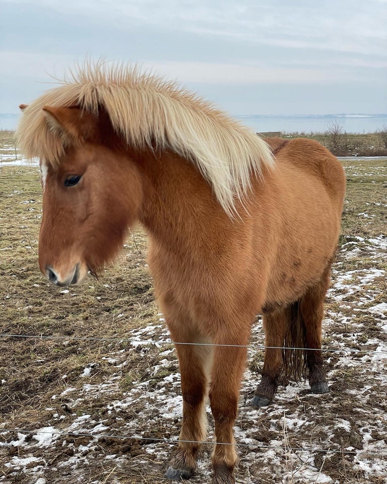 Islænder, hoppe, 4 år