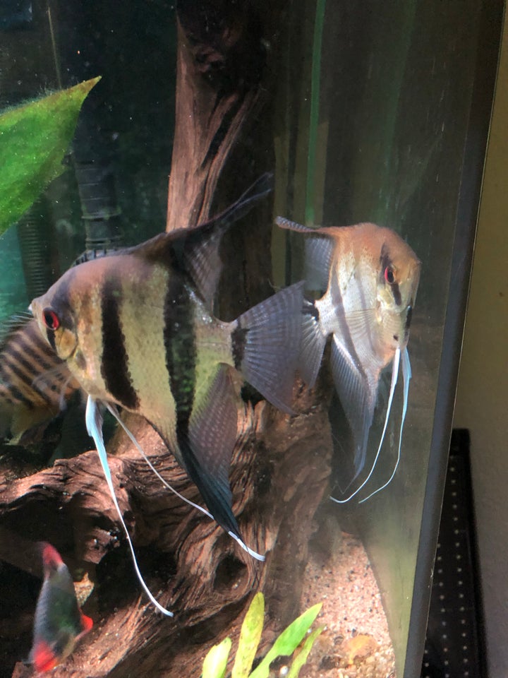 Pterophyllum scalare, 6 stk.