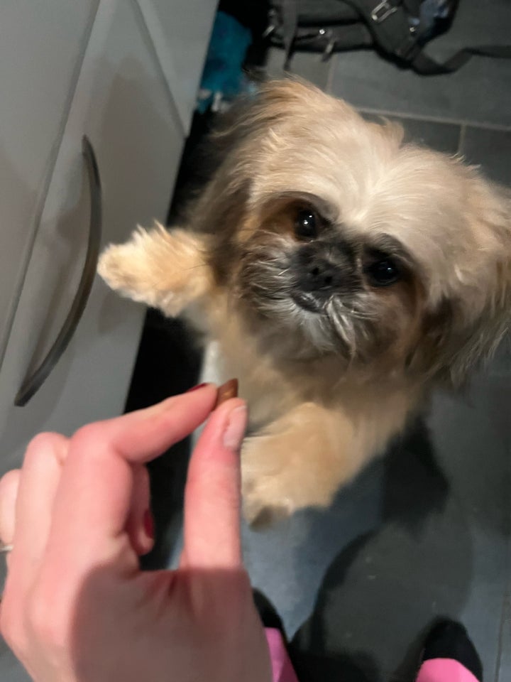 Shih Tzu / pomeranier hvalpe 1 uge