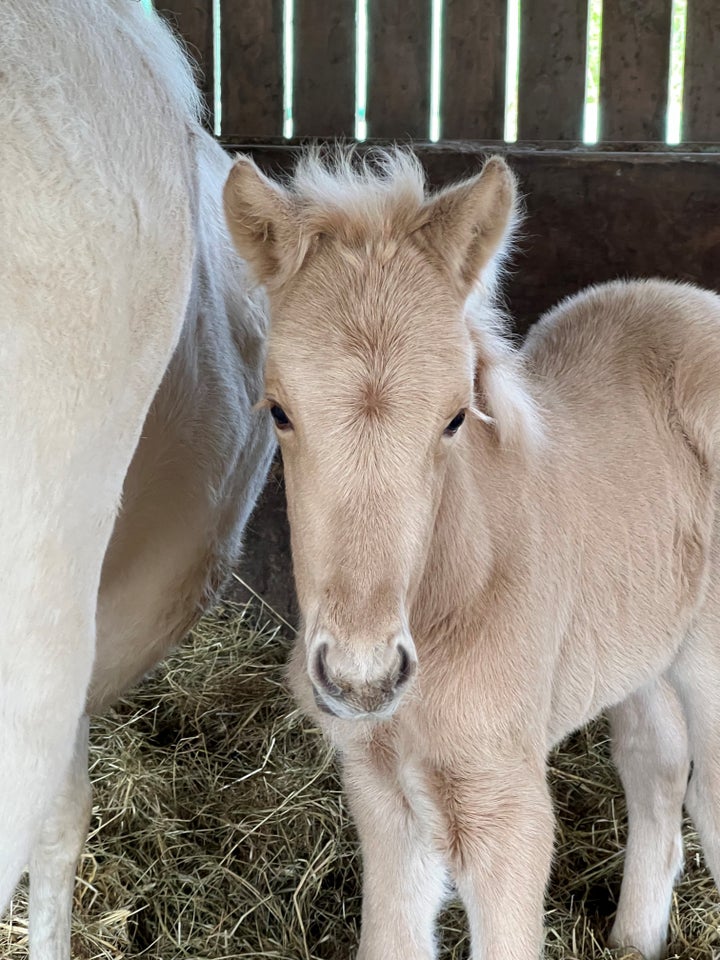 Islænder hingst 0 år