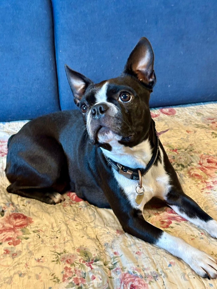 Boston terrier , hund, 3 år