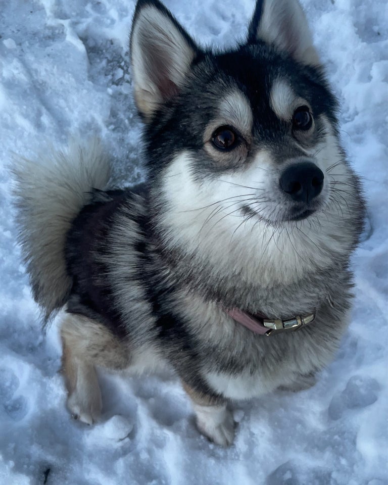 Pomsky, hund, 2 år