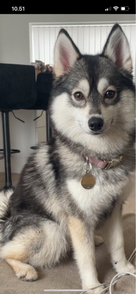 Pomsky, hund, 2 år