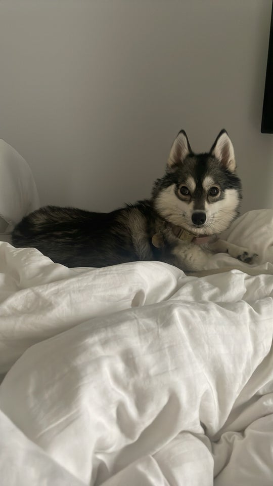 Pomsky, hund, 2 år