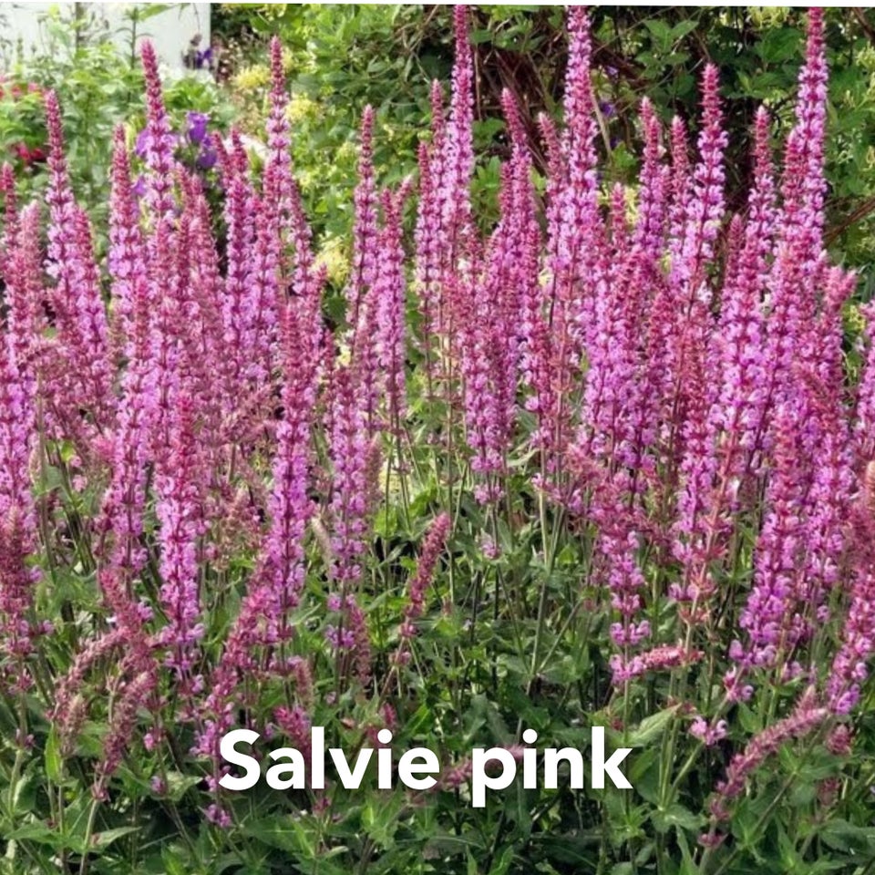 Blomsterfrø Salvie MADELINE pink