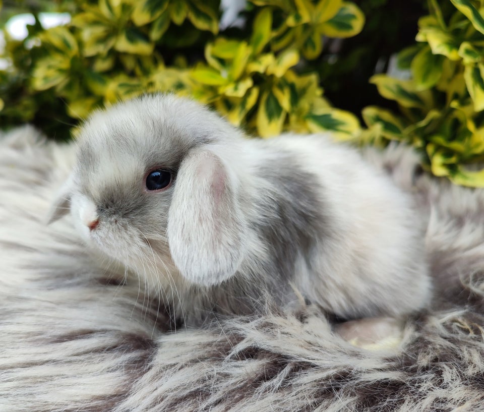 Kanin Minilop mini lop 0 år