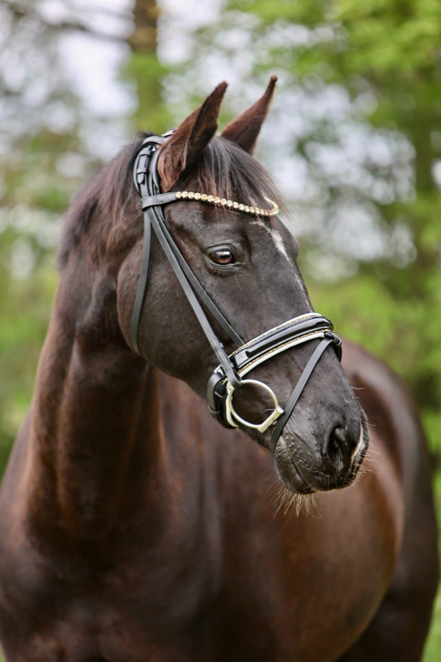 Dansk Varmblod, hoppe, 12 år