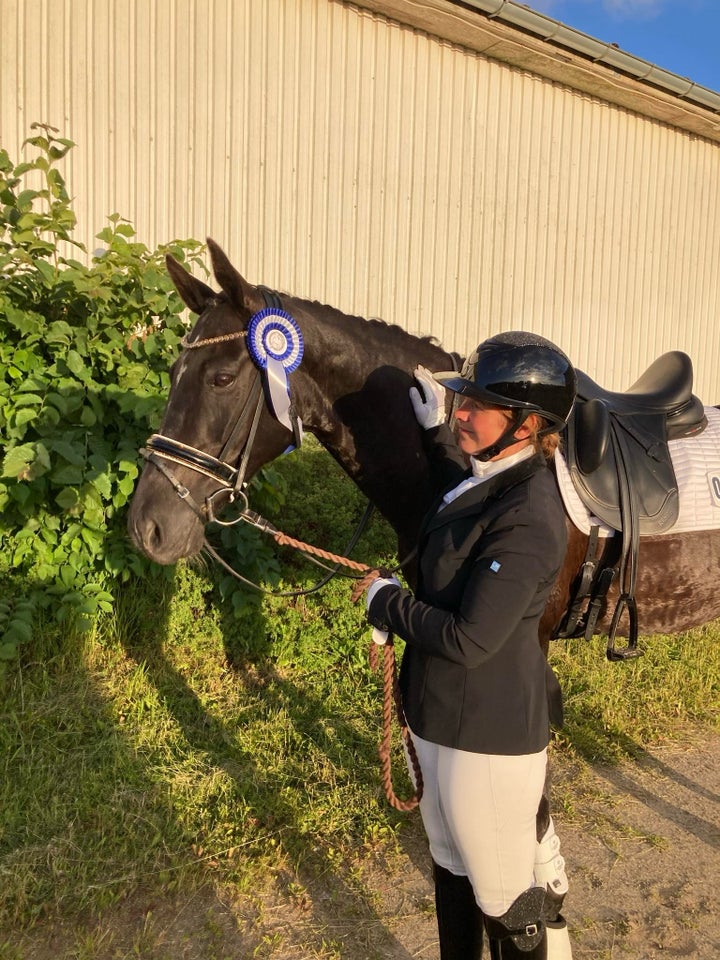 Dansk Varmblod, hoppe, 12 år