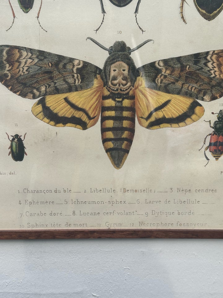 Plakat li motiv: Insekter