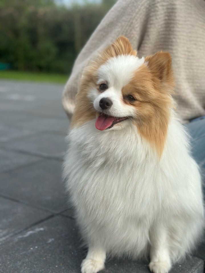 Pomeranian, hvalpe, 1 uge