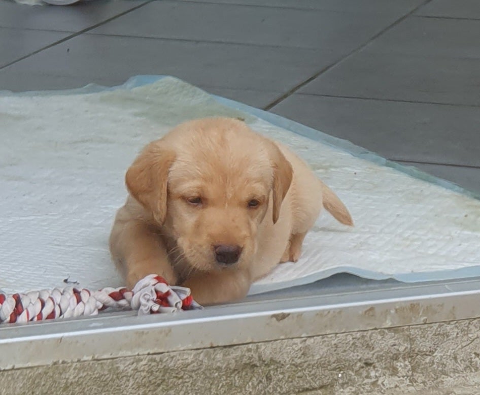 Labrador hanhund hvalp