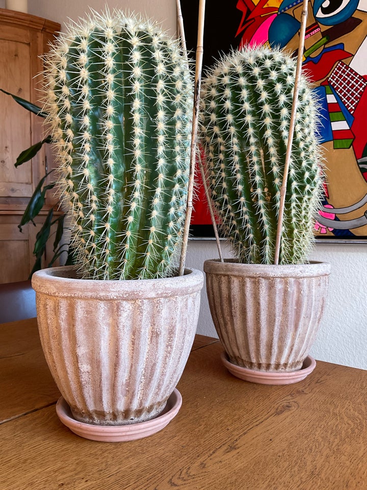 Guldkugle, Echinocactus