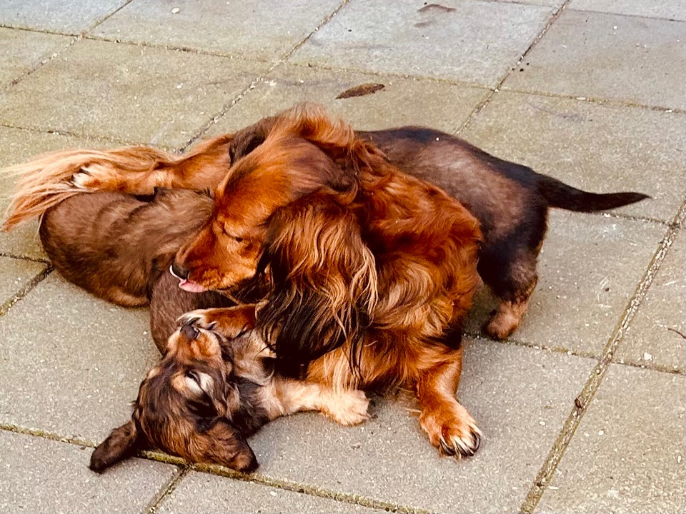 Langhåret dværg gravhund