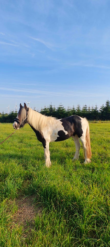 Blanding hingst 2 år