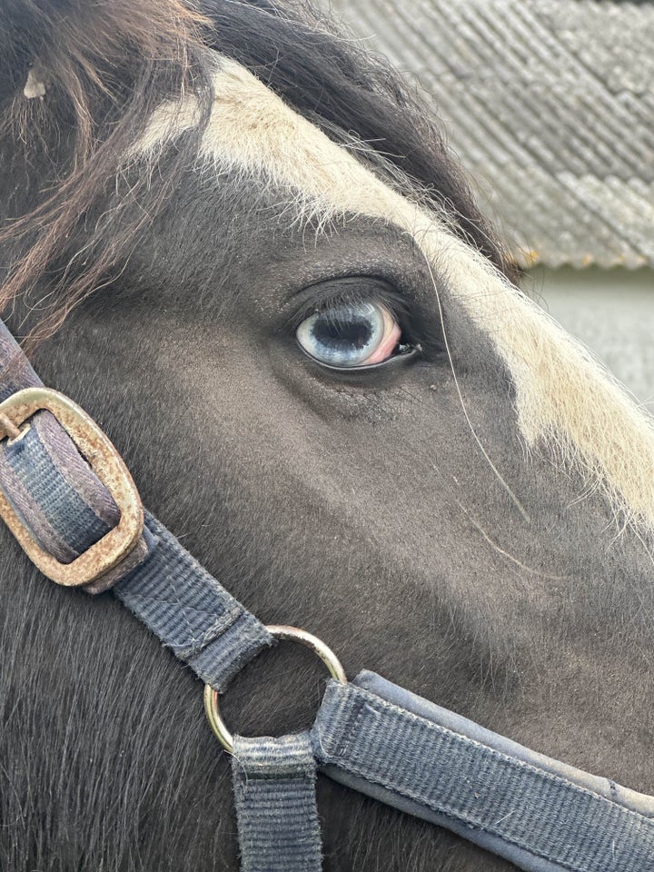 Blanding hingst 2 år