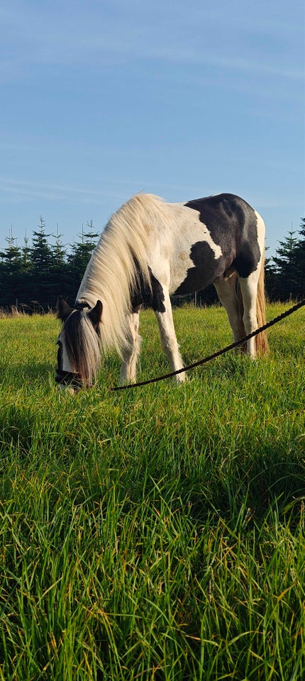 Blanding hingst 2 år