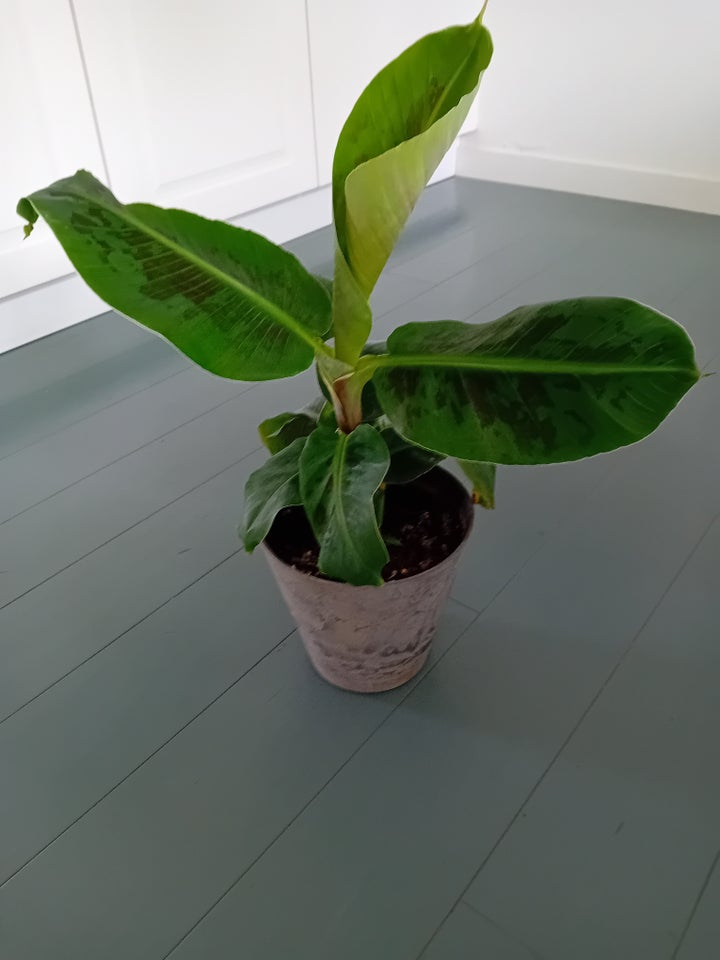 Stueplante Mini bananpalme