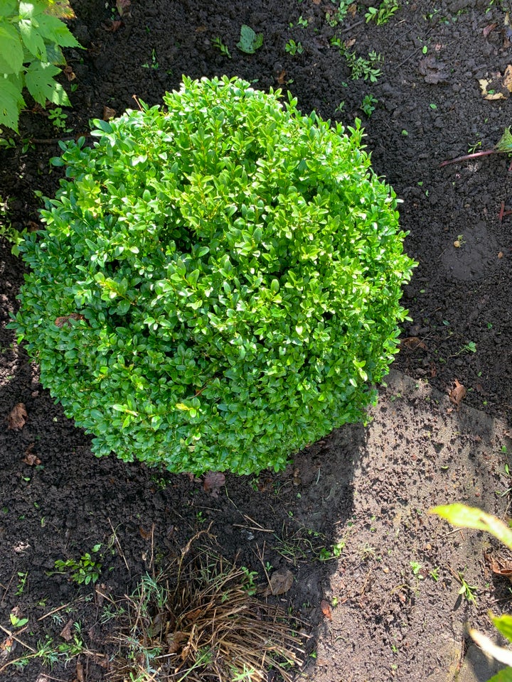 Buksbom  Laurbær planter,