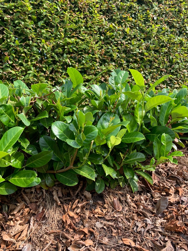 Buksbom  Laurbær planter,