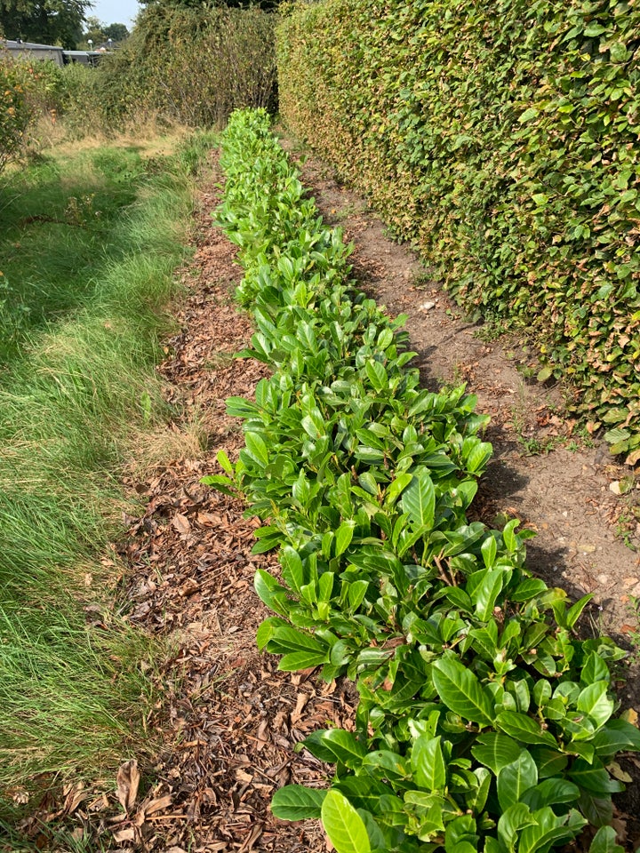 Buksbom  Laurbær planter,