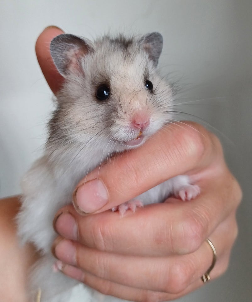 Hamster Guldhamster 0 år