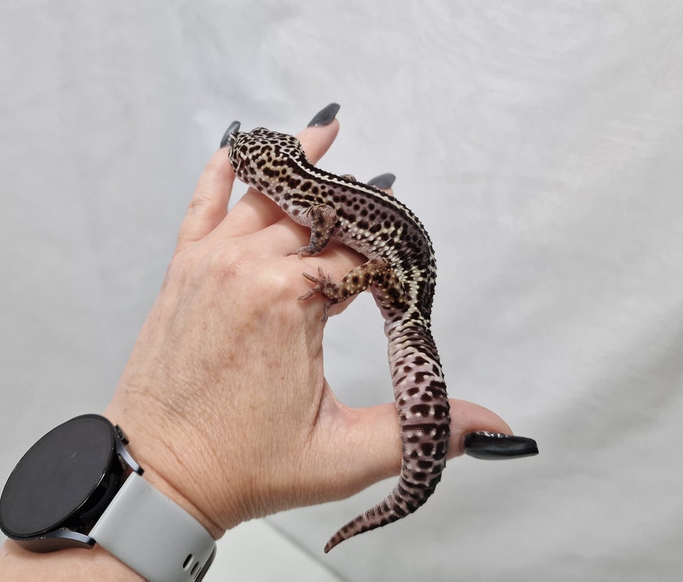 Gekko Leopard gekko han