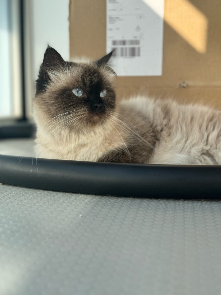 Hunkat, Ragdoll, 2 år