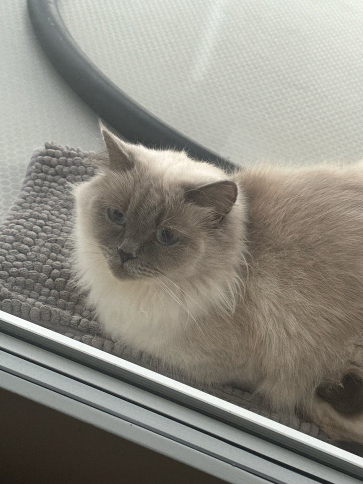 Hunkat, Ragdoll, 2 år