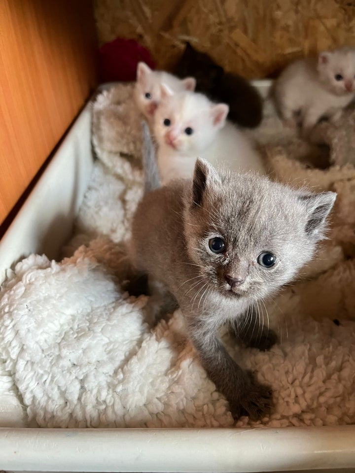 Flere killinger Scottish fold og