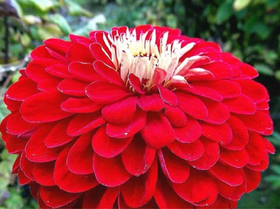 Zinnia - scarlet flame - 20frø