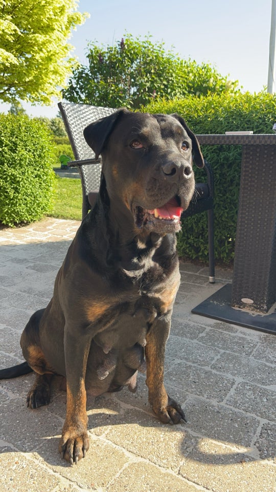 Dogo canario hvalpe 8 uger