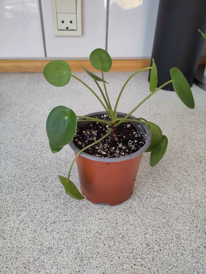 Levende pind og Pilea