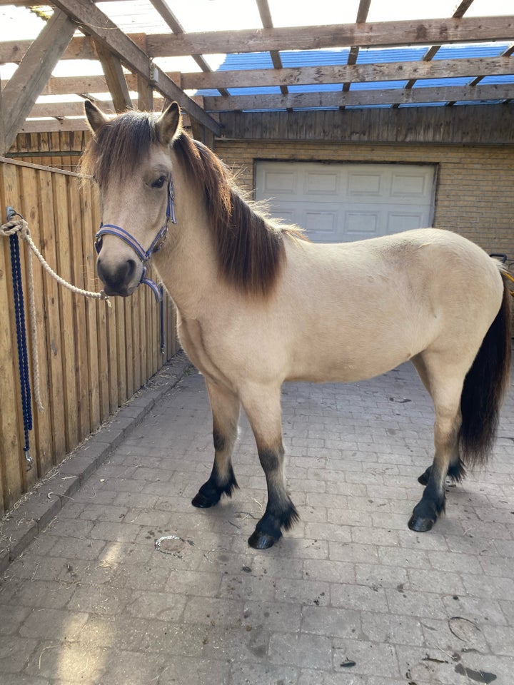 Islænder, vallak, 4 år