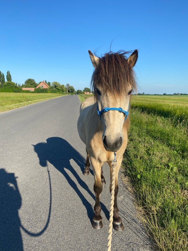 Islænder, vallak, 4 år